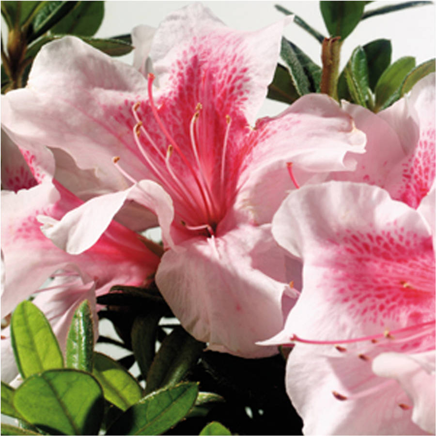 Encore re-blooming azaleas for $16