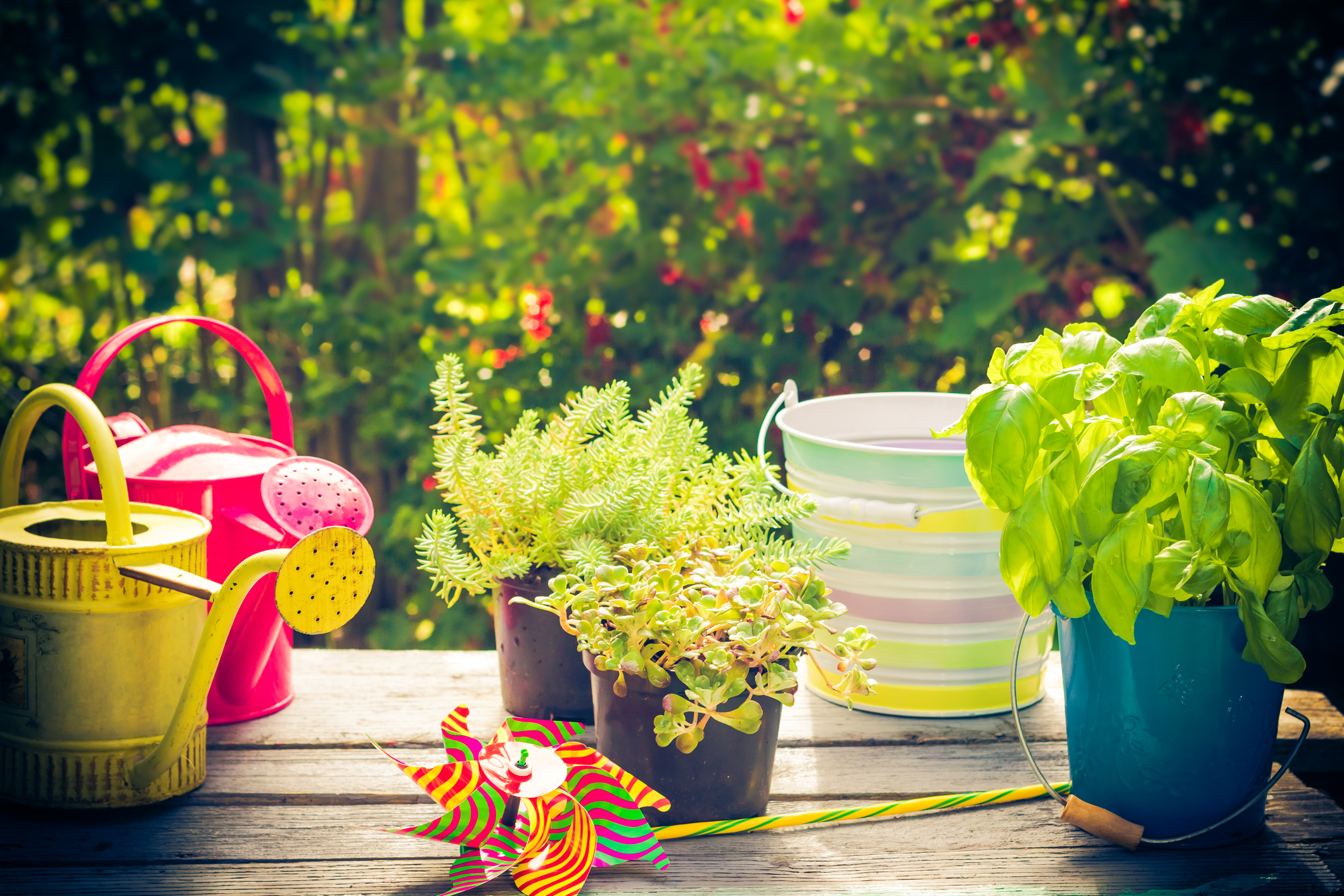 12 ways to save on your summer garden