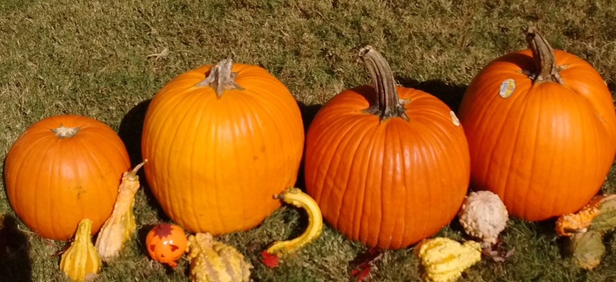Here’s where to find the cheapest Halloween pumpkins this year