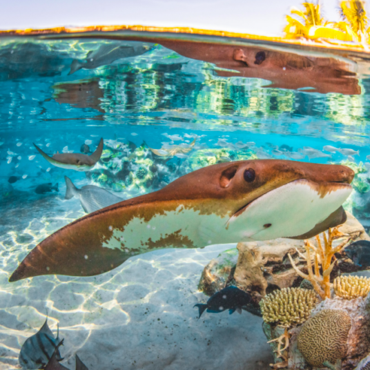 All-inclusive getaway: Save up to 50% on Orlando’s Discovery Cove resort