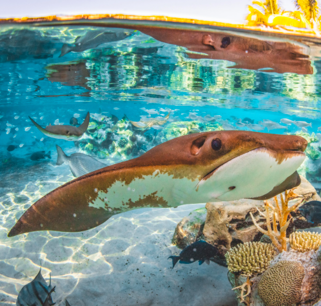 All-inclusive getaway: Save up to 50% on Orlando’s Discovery Cove resort