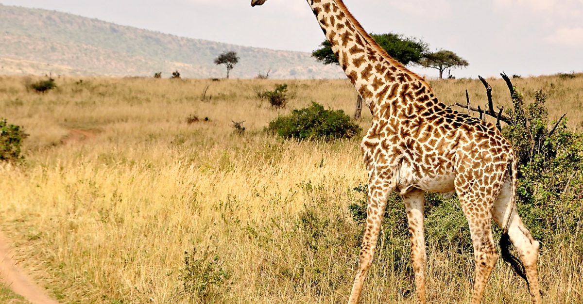 7-night Nairobi, Wildlife Safari & Nyahururu tour with flights from $1,999