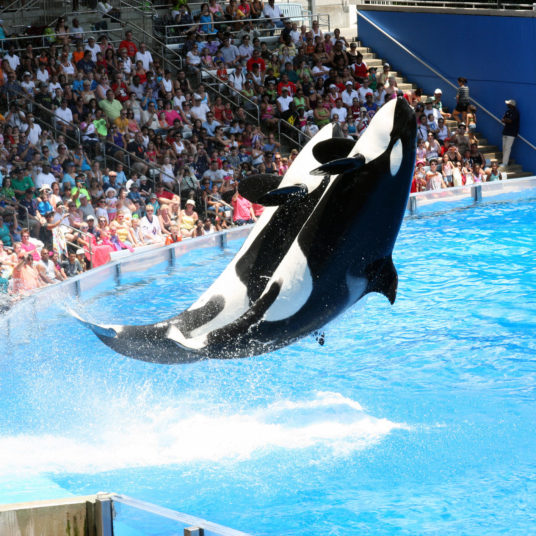 Military members + 3 guests can get FREE admission to SeaWorld!