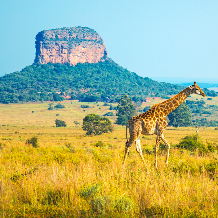 12-day tour of South Africa and safari with air from $2,599