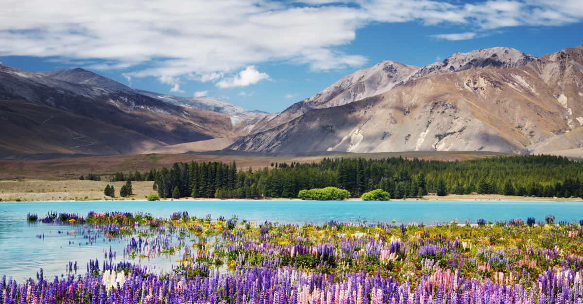 Air New Zealand sale: Save up to 50% on flights to New Zealand and Australia
