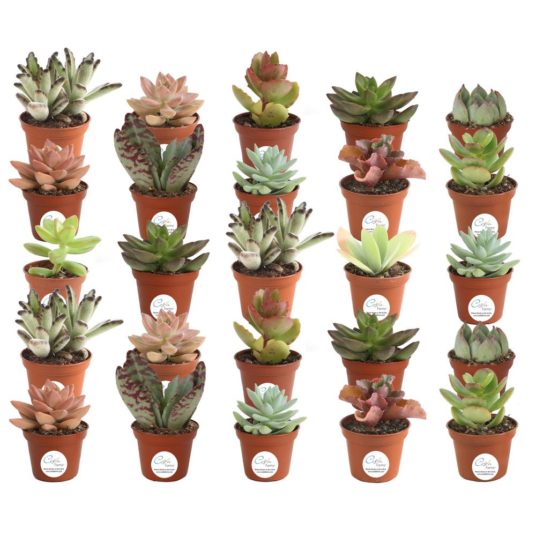 Costa Farms 25-pack mini succulents in round grower pot for $30