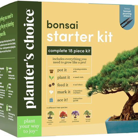 Bonsai starter kit with 4 types of seeds for $25