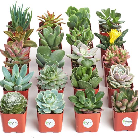 Shop Succulents 20-pack live succulent plants for $22