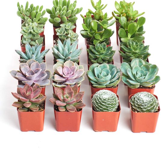 Today only: Shop Succulents live plants from $13