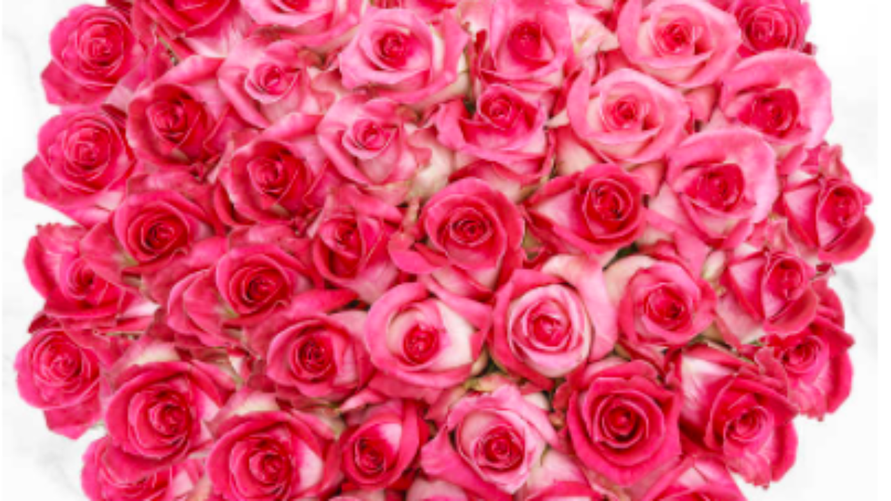 50 roses 🌹✨ insta:aileness.flowers #houstonflorist #htx #50rosas
