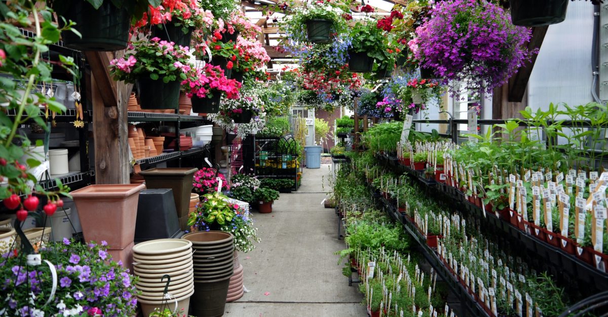 Where to get the best deals on plants and flowers