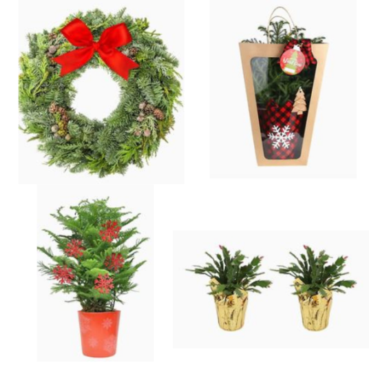 Today only: Up to 60% off select fresh Christmas decorations