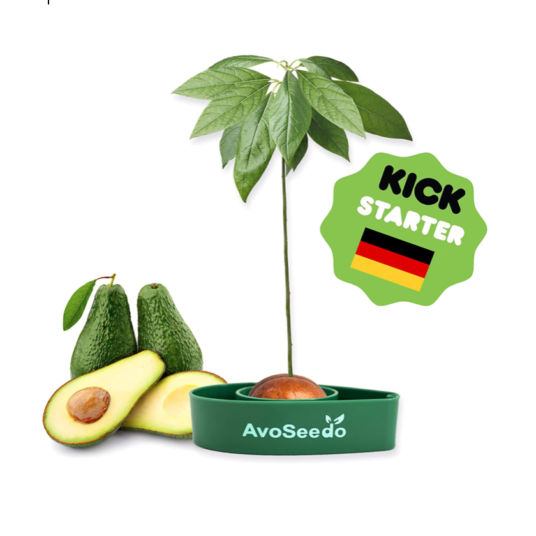 AvoSeedo avocado tree growing kit for $10