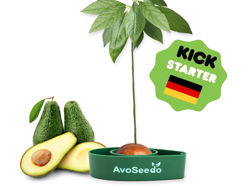 AvoSeedo avocado tree growing kit for $10