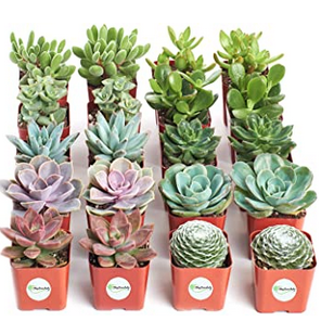 Shop Succulents 20-pack live indoor succulent plants for $28