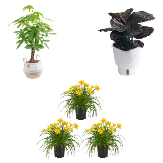 Today only: Up to 50% off select plants & planters