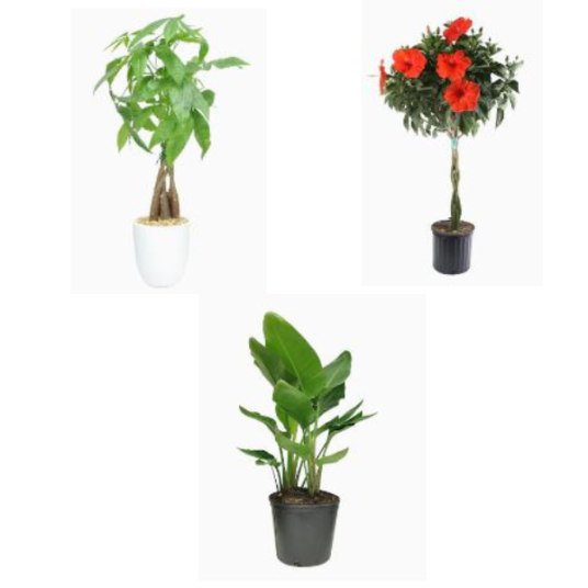 Today only: Up to 40% off select Costa Farms plants