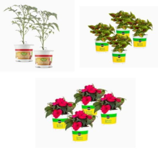 Today only: Up to 25% off select Miracle-Gro and Bonnie Plants 25-oz live plant multi-packs