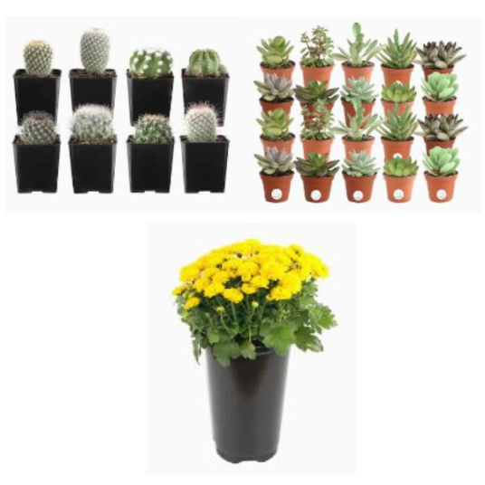 Today only: Select Costa Farms plants from $8