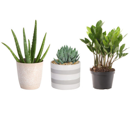 Today only: Select Costa Farms indoor plants from $10