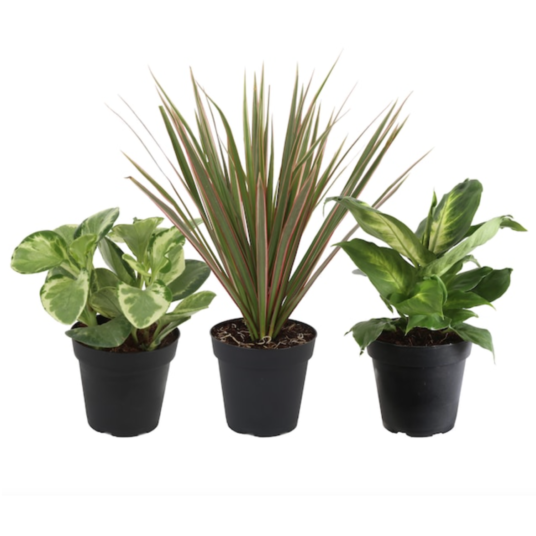 Today only: Up to 45% off select Costa Farms house plants