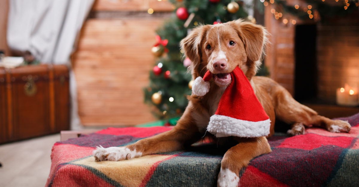 16 great gifts for dog lovers & their pups