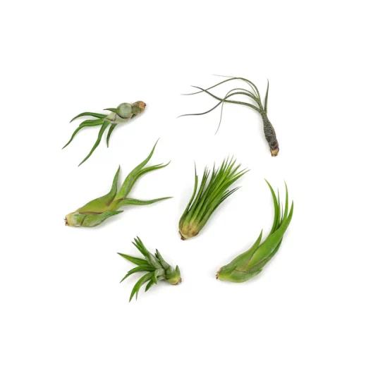 Today only: Altman Plants 6-pack of air plants for $7