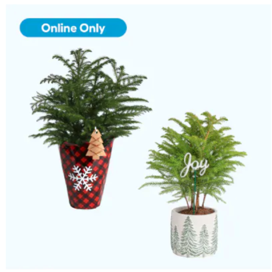 Today only: Up to 45% off select Costa Farms plants