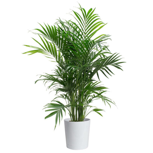 Costa Farms 3′ indoor palm tree for $27