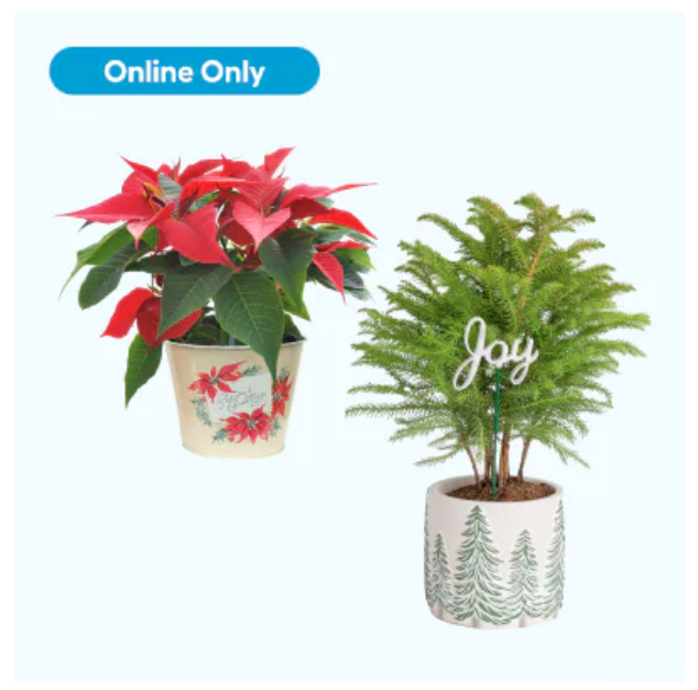 Today only: Up to 40% off select Costa Farms plants