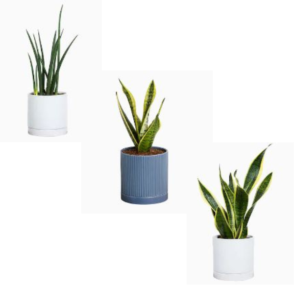 Today only: Up to 30% off select Greendigs house plants