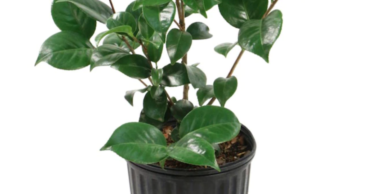 Today only: National Plant Network White Tea plant in 1-gallon pot for $18