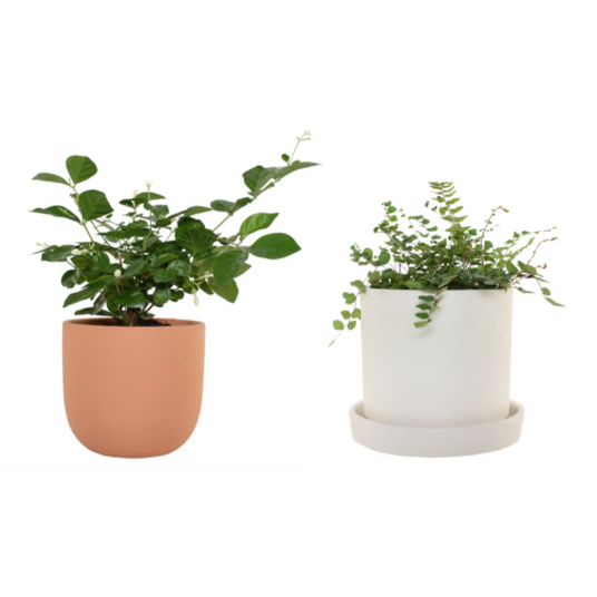 Today only: Take 25% off National Plant Network house plants