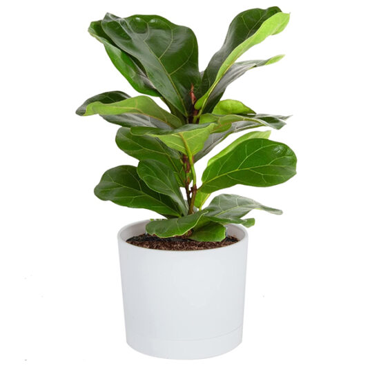 Costa Farms live fiddle leaf fig tree for $17