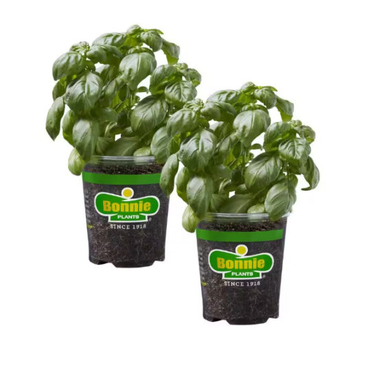 Today only: 2-pack of sweet basil plants for $10