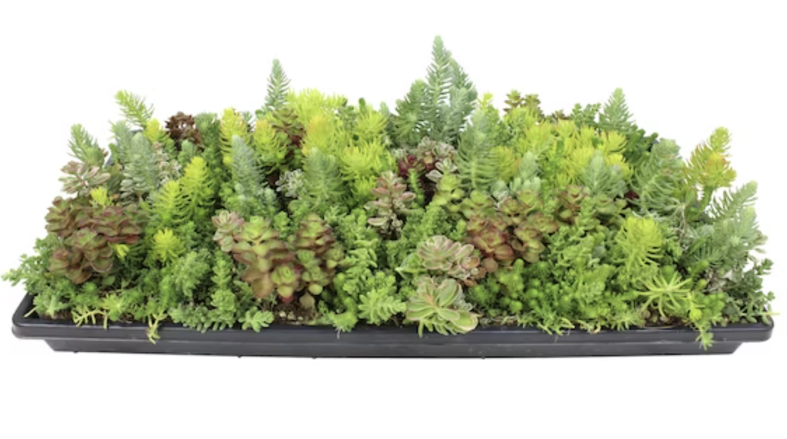 Today only: Altman Plants Sedum in 2-gallon tray for $26
