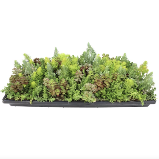 Today only: Altman Plants Sedum in 2-gallon tray for $26