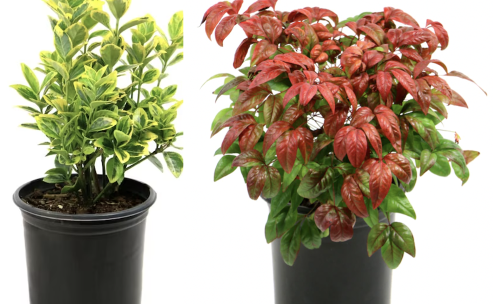 Today only: Select hedge shrubs for $16