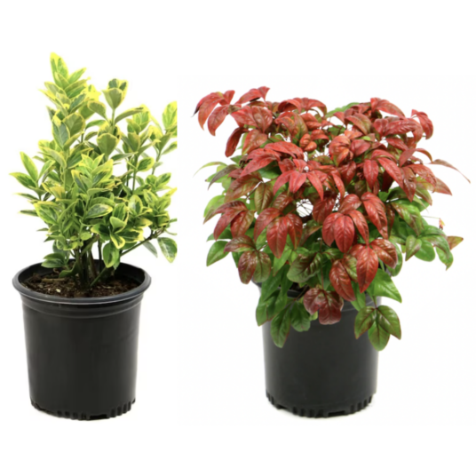 Today only: Select hedge shrubs for $16