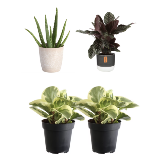 Today only: Up to 40% off select house plants at Lowe’s