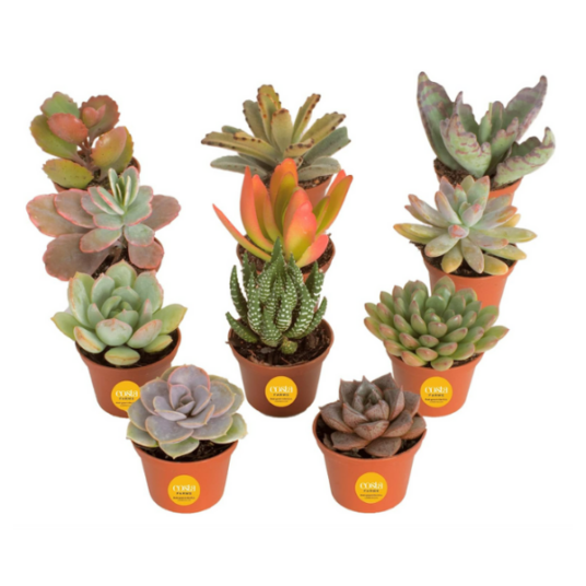 11-pack Costa Farms live succulent assortment for $18