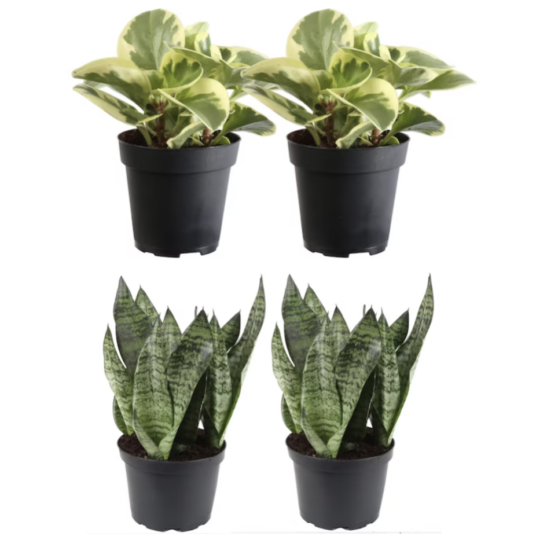 Today only: Take up to 45% off Costa Farms house plants