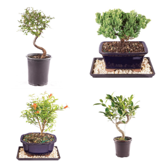 Brussel’s bonsai trees from $12 at Amazon