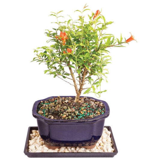 Brussel’s Live Dwarf Pomegranate indoor bonsai tree for $28