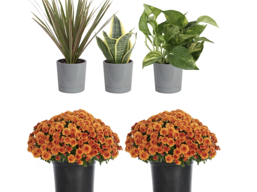 Today only: Take up to 55% off select Costa Farms plants
