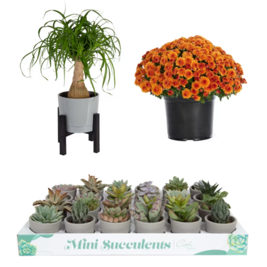 Today only: Up to 50% off select Costa Farms & more house plants