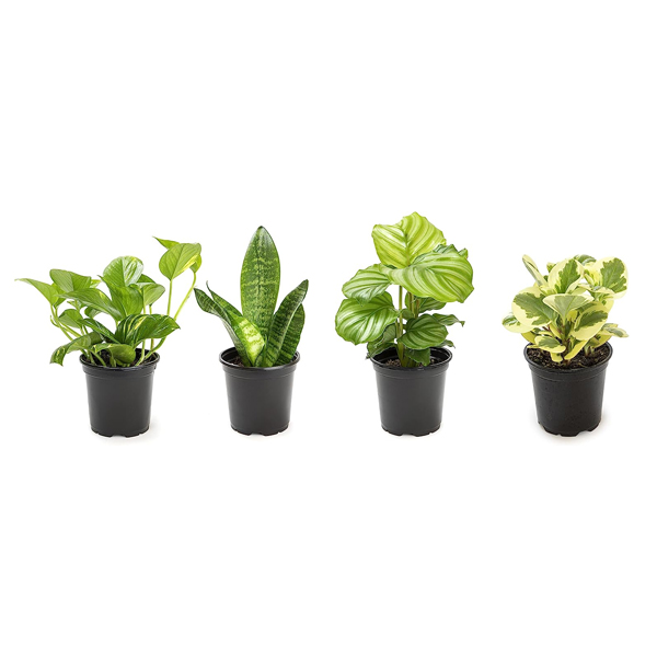 4-pack Essential Houseplant Collection live houseplants for $19