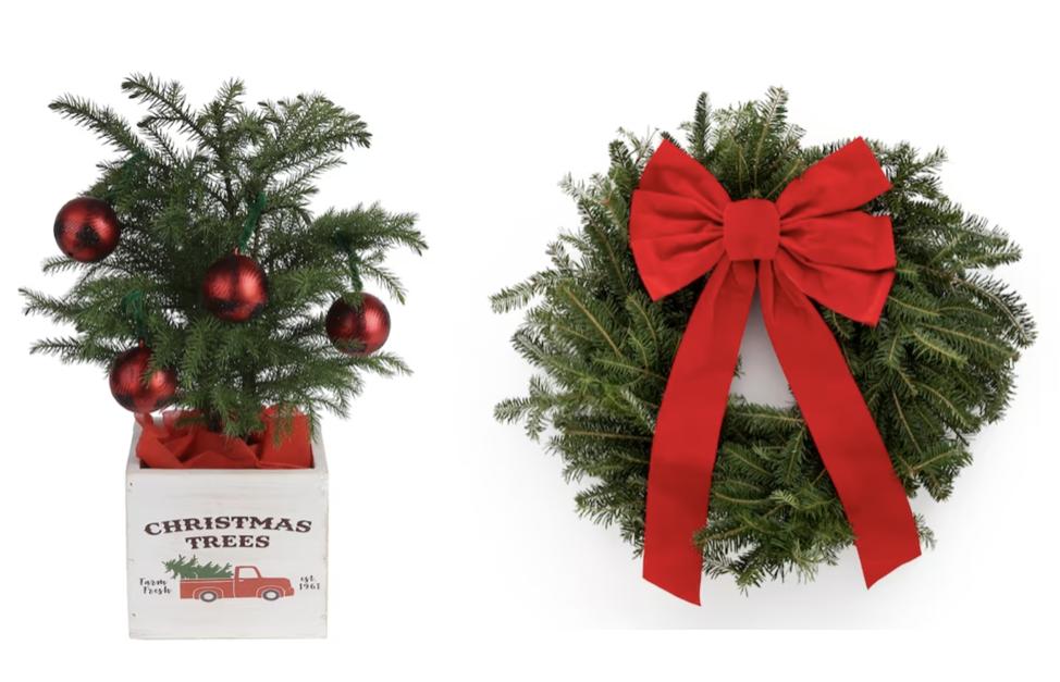 Today only: House plants and holiday decor from $10