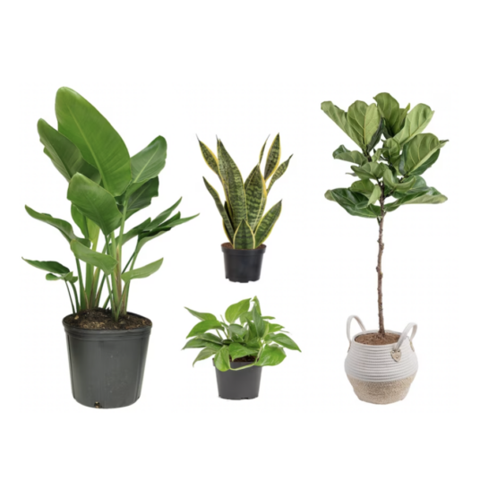 Today only: Take up to 55% off select house plants