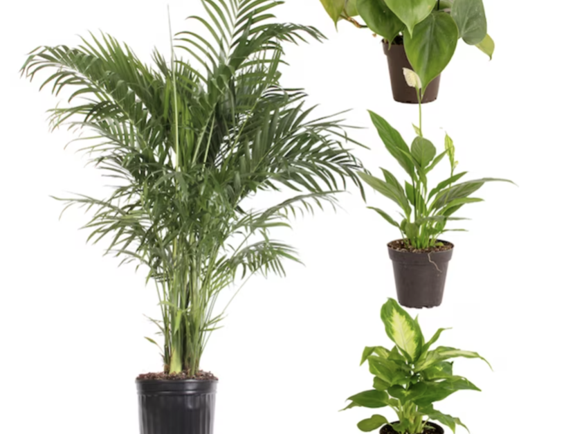 Today only: Take up to 60% off select house plants